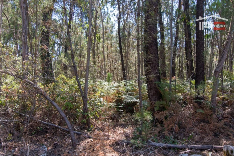 Terreno Agricola ou Rústico para Venda em São Mamede Foto 5