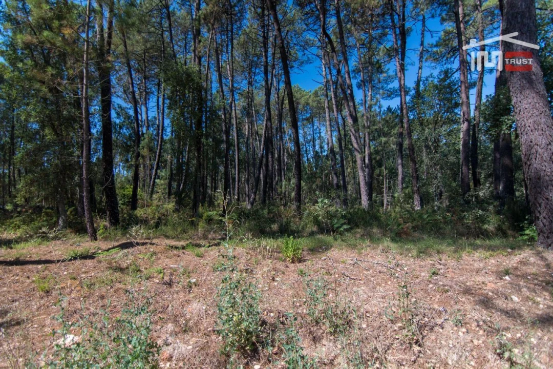 Terreno Agricola ou Rústico para Venda em São Mamede Foto 3