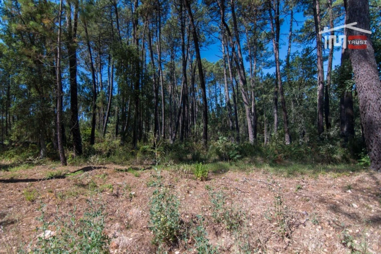 Terreno Agricola ou Rústico para Venda em São Mamede Foto 3