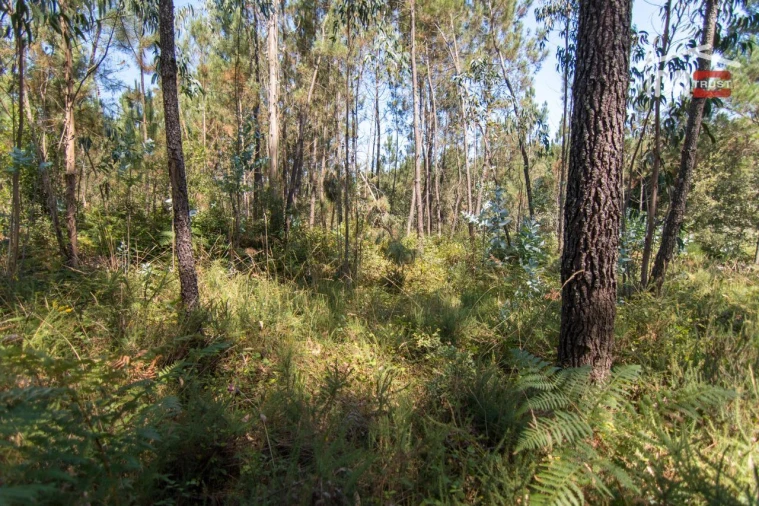 Terreno Agricola ou Rústico para Venda em Alqueidão da Serra Foto 5