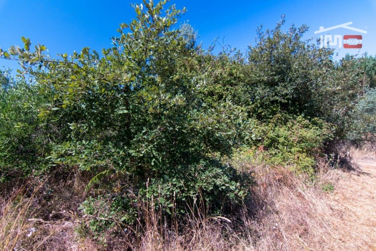 Terreno Agricola ou Rústico para Venda em São Mamede Foto 4