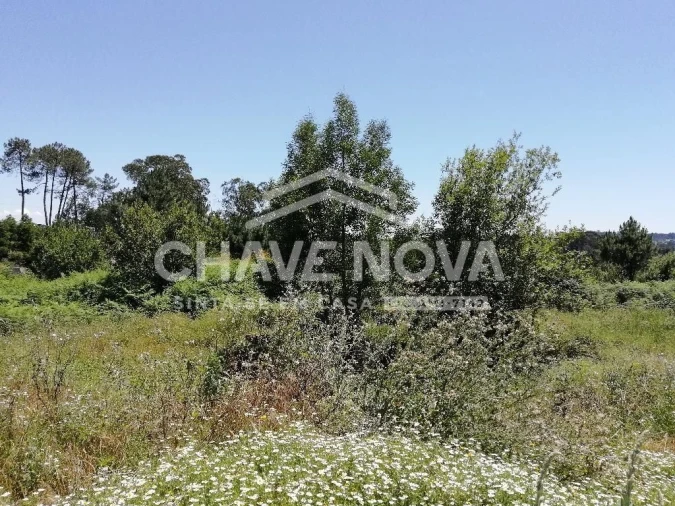 Terreno Agricola ou Rústico para Venda em Vilela Foto 3