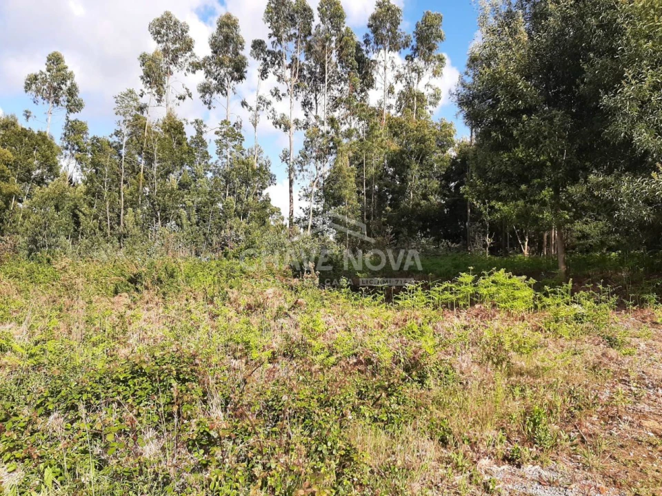Terreno Agricola ou Rústico para Venda em Argoncilhe Foto 1