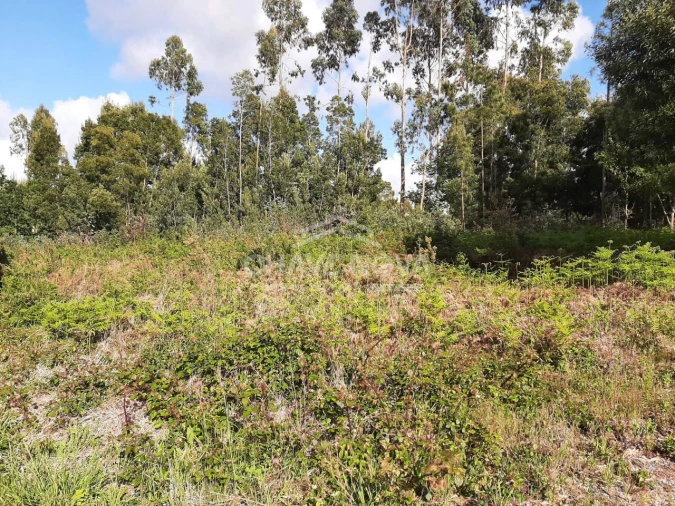 Terreno Agricola ou Rústico para Venda em Argoncilhe Foto 2