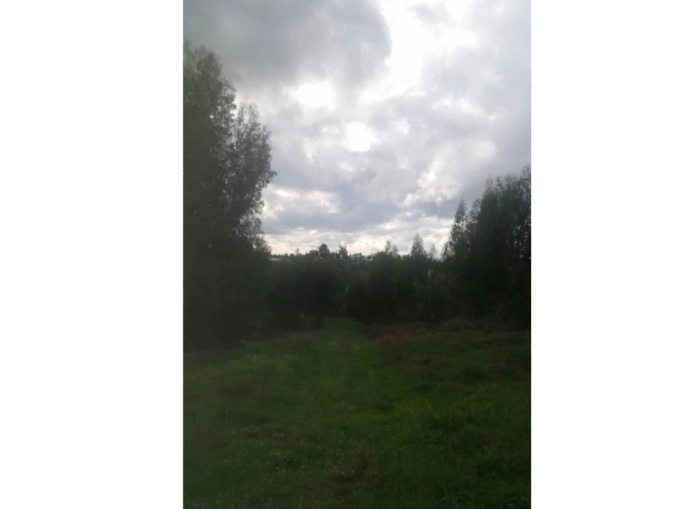 Quinta T3 para Venda em Alcórrego e Maranhão Foto 4