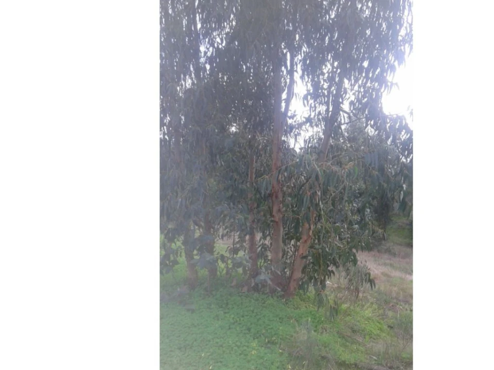 Quinta T3 para Venda em Alcórrego e Maranhão Foto 10