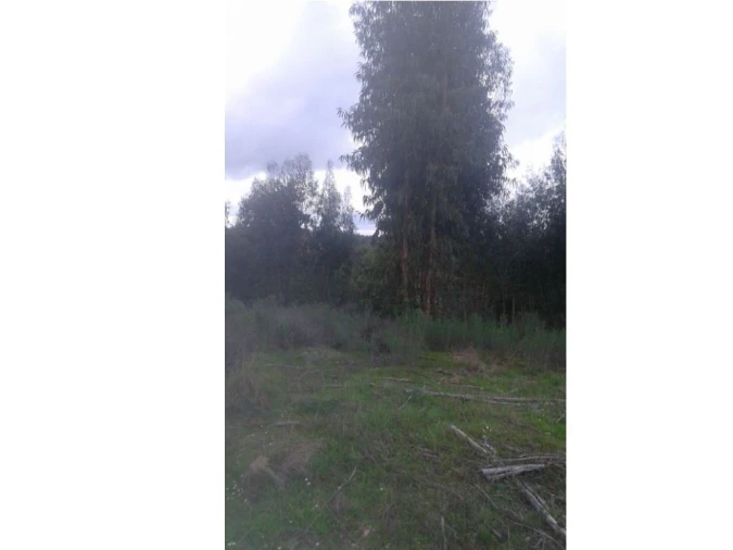 Quinta T3 para Venda em Alcórrego e Maranhão Foto 1