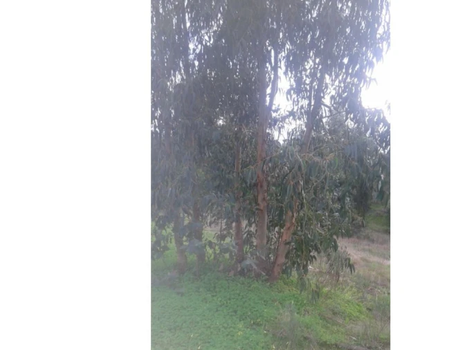 Quinta T3 para Venda em Alcórrego e Maranhão Foto 10