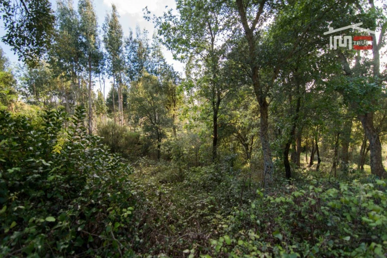 Terreno para Venda em Nossa Senhora da Piedade Foto 4