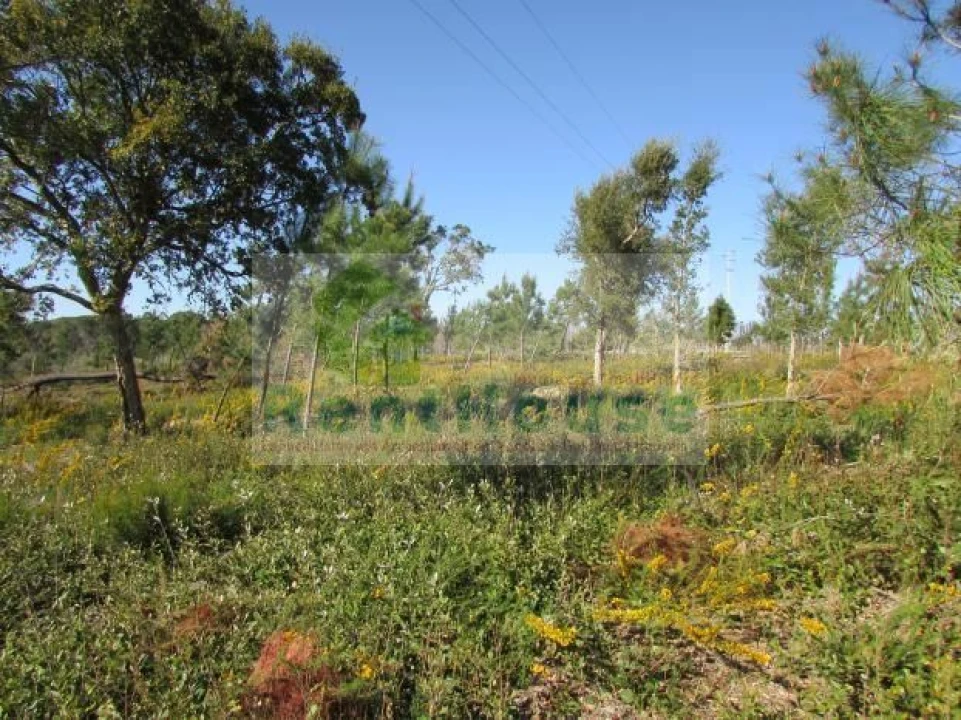 Terreno para Venda em São Martinho de Árvore e Lamarosa Foto 14