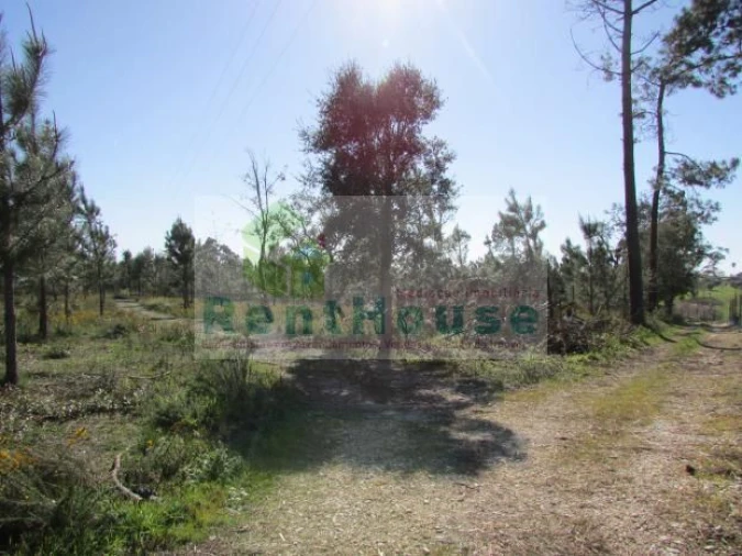 Terreno para Venda em São Martinho de Árvore e Lamarosa