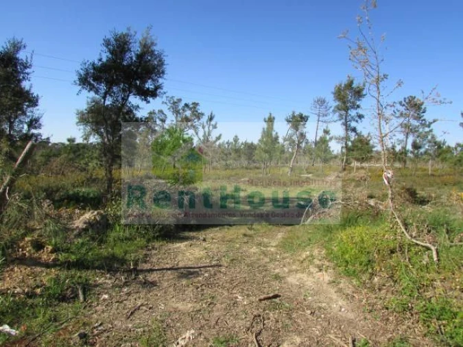 Terreno para Venda em São Martinho de Árvore e Lamarosa Foto 2