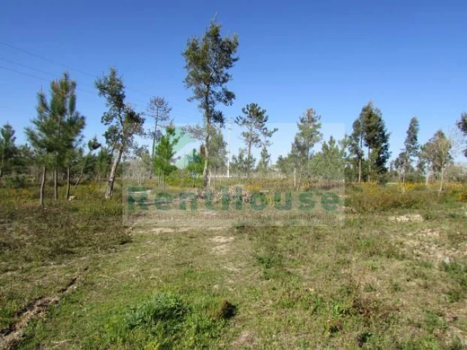 Terreno para Venda em São Martinho de Árvore e Lamarosa Foto 4