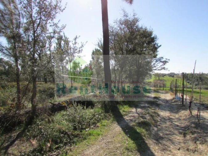 Terreno para Venda em São Martinho de Árvore e Lamarosa Foto 7