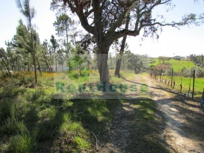 Terreno para Venda em São Martinho de Árvore e Lamarosa Foto 8