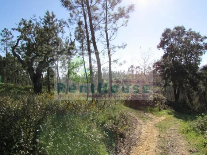 Terreno para Venda em São Martinho de Árvore e Lamarosa Foto 10