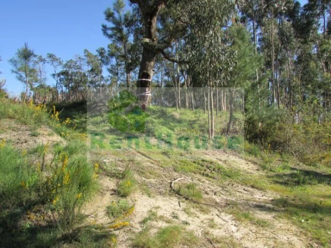 Terreno para Venda em São Martinho de Árvore e Lamarosa Foto 12