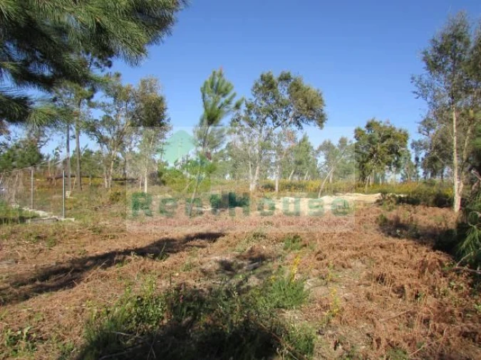 Terreno para Venda em São Martinho de Árvore e Lamarosa Foto 13