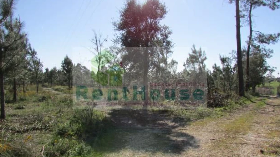 Terreno para Venda em São Martinho de Árvore e Lamarosa