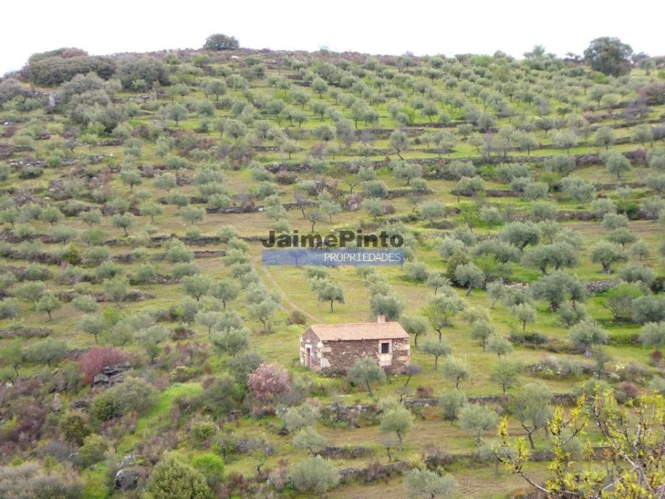 Terreno Agricola ou Rústico para Venda em Escalhão Foto 3