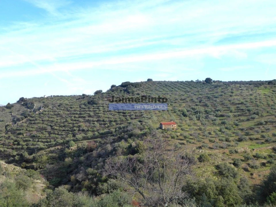 Terreno Agricola ou Rústico para Venda em Escalhão Foto 6