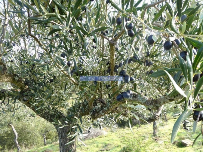 Terreno Agricola ou Rústico para Venda em Escalhão Foto 1