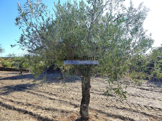 Terreno Agricola ou Rústico para Venda em Escalhão Foto 5