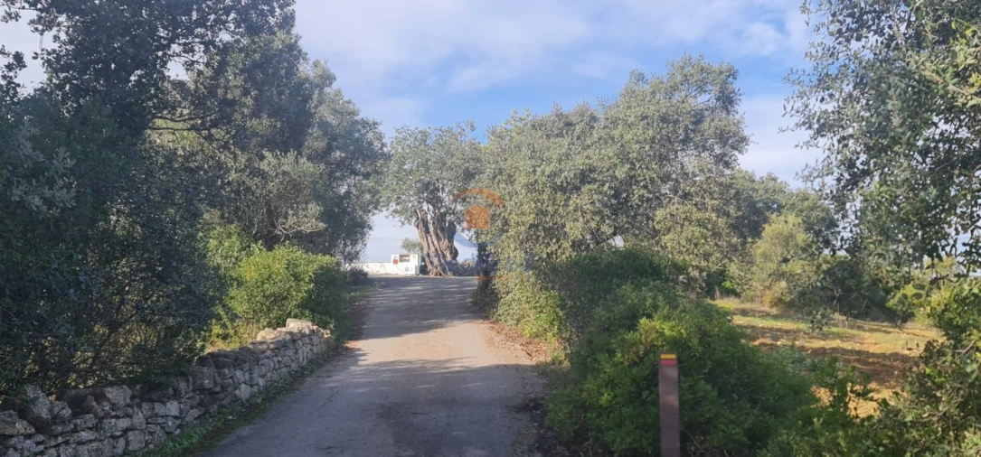 Terreno para Venda em São Brás de Alportel Foto 4