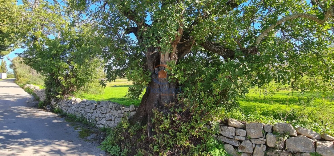Negócio para Venda em São Brás de Alportel Foto 8