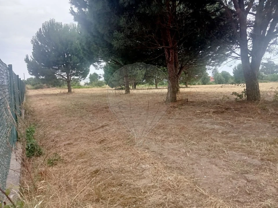 Terreno para Venda em Cartaxo e Vale da Pinta Foto 7