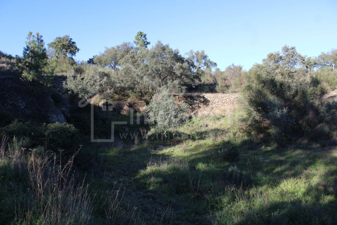 Terreno para Venda em Salgueiro do Campo Foto 11