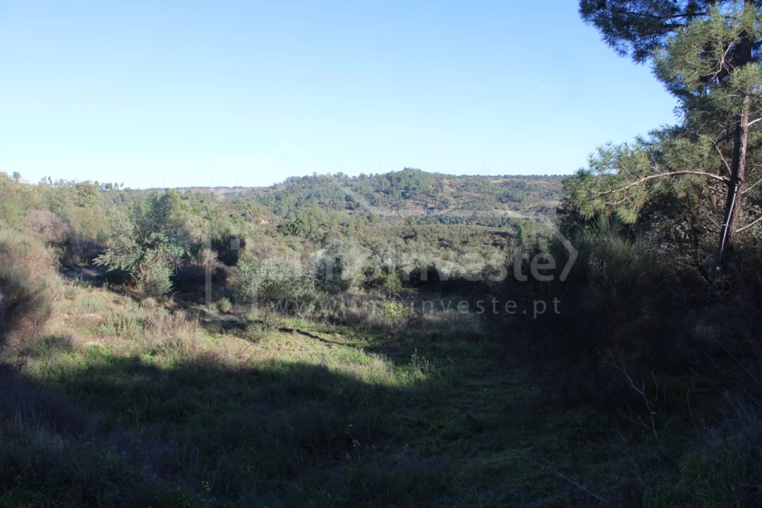 Terreno para Venda em Salgueiro do Campo Foto 12