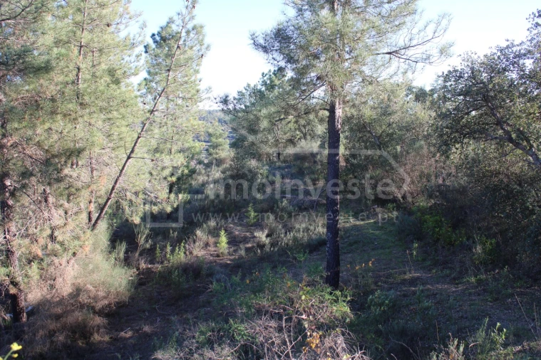 Terreno para Venda em Salgueiro do Campo Foto 17
