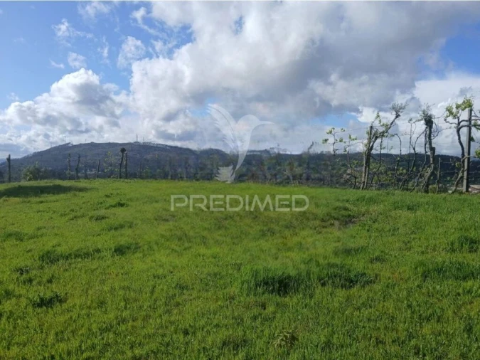 Terreno para Venda em Calvos e Frades Foto 3