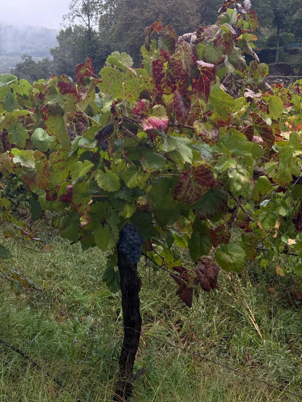 Quinta T3 para Venda em Bouro (Santa Maria) Foto 19