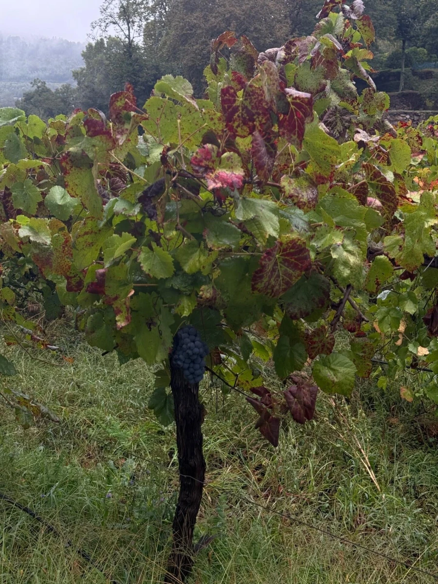 Quinta T3 para Venda em Bouro (Santa Maria) Foto 19