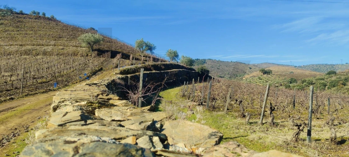 Terreno para Venda em Vila Nova de Foz Côa Foto 21