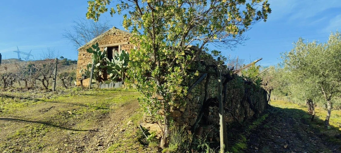 Terreno para Venda em Vila Nova de Foz Côa Foto 5