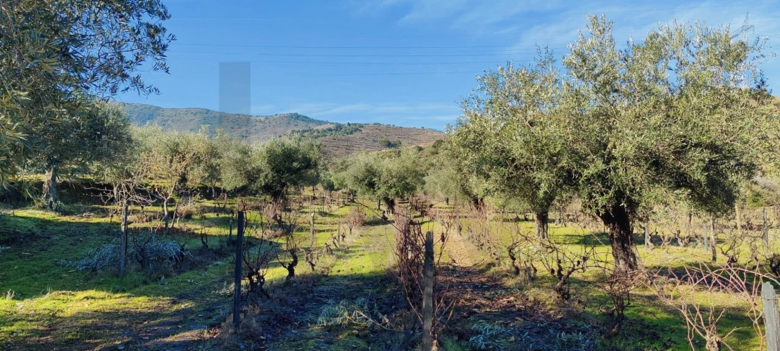 Terreno para Venda em Vila Nova de Foz Côa Foto 6