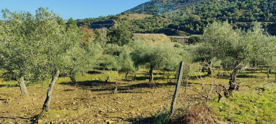 Terreno para Venda em Vila Nova de Foz Côa Foto 12