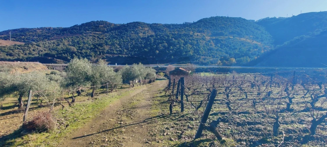 Terreno para Venda em Vila Nova de Foz Côa Foto 3