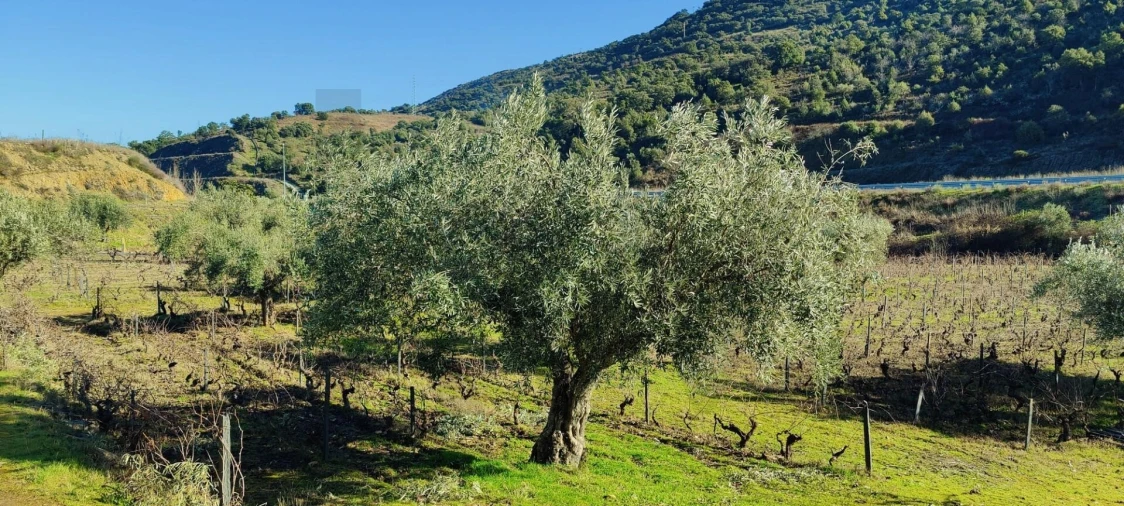 Terreno para Venda em Vila Nova de Foz Côa Foto 8