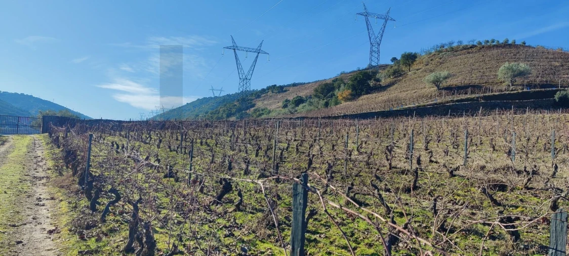 Terreno para Venda em Vila Nova de Foz Côa Foto 16