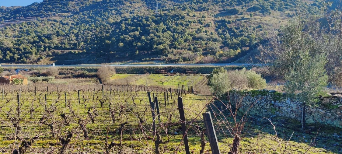 Terreno para Venda em Vila Nova de Foz Côa Foto 18