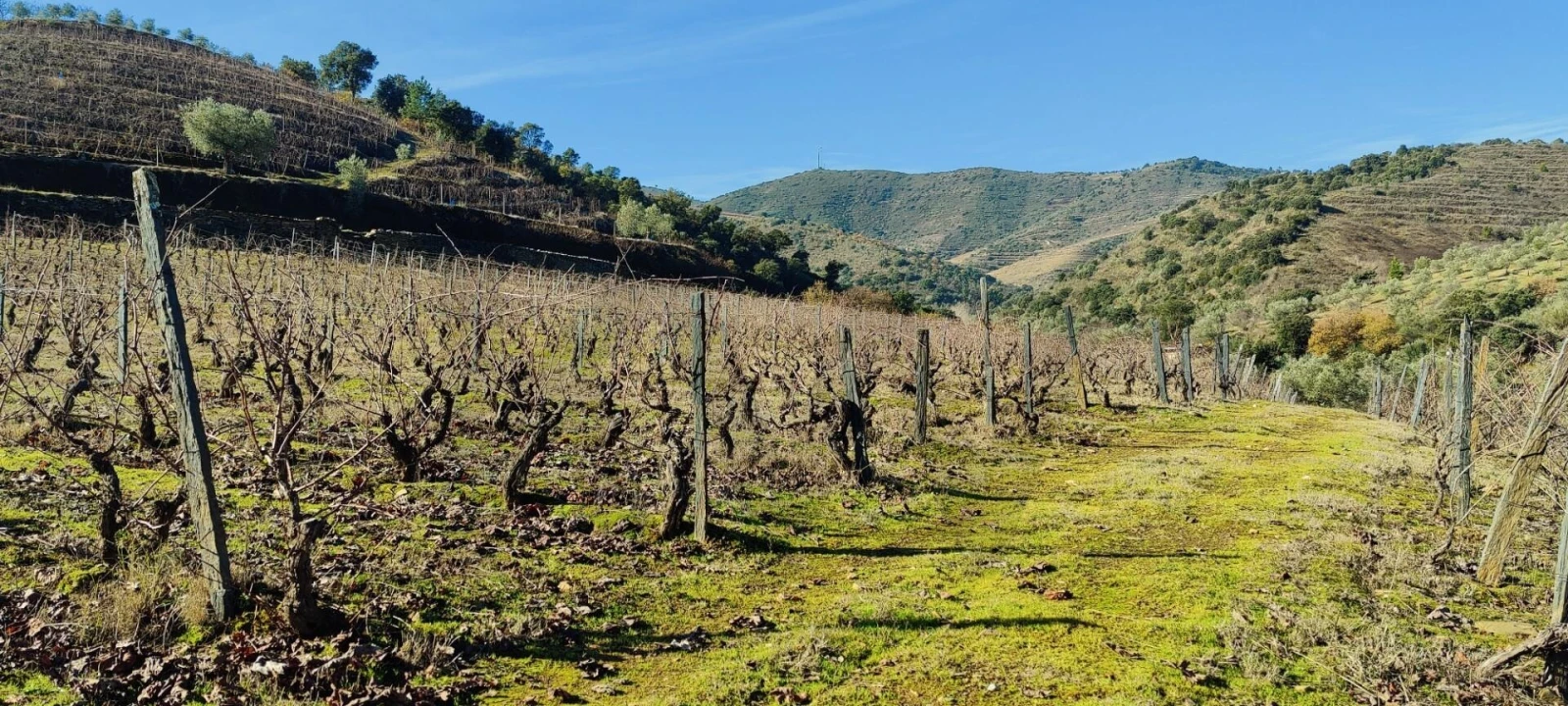 Terreno para Venda em Vila Nova de Foz Côa Foto 13
