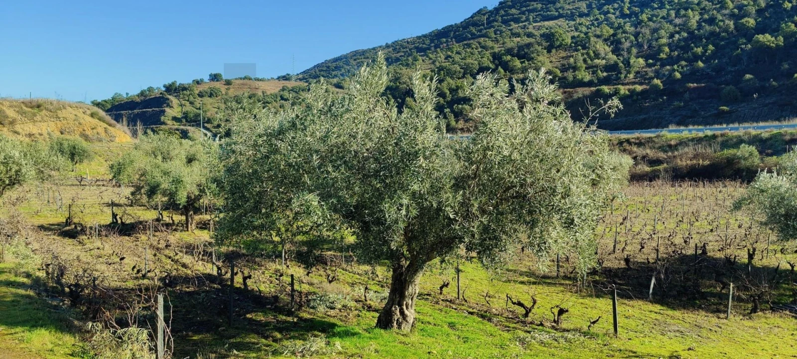 Terreno para Venda em Vila Nova de Foz Côa Foto 8