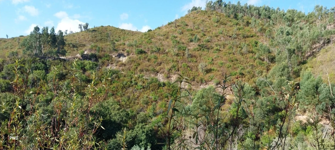 Terreno para Venda em Alferce Foto 14