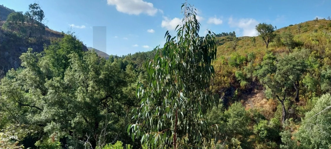 Terreno para Venda em Alferce Foto 10