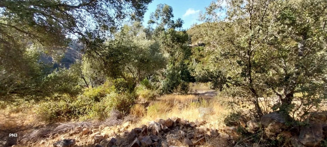 Terreno para Venda em Alferce Foto 17