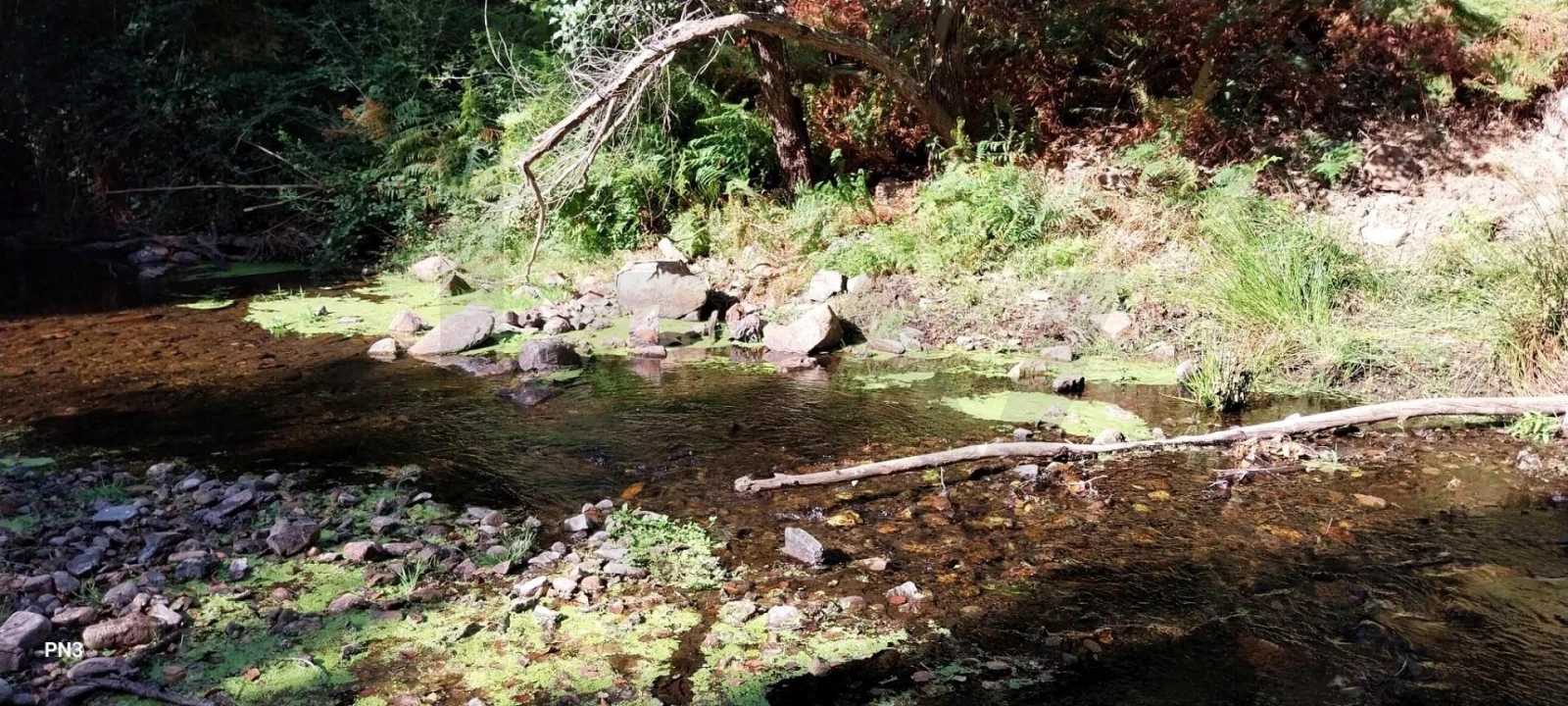 Terreno para Venda em Monchique Foto 21